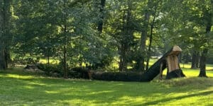 Ridge Tree Trimming Service: The Secret to a Healthy, Aesthetic Landscape