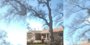 The Importance of Tree Care for Hayward CA & Nearby Local Residents