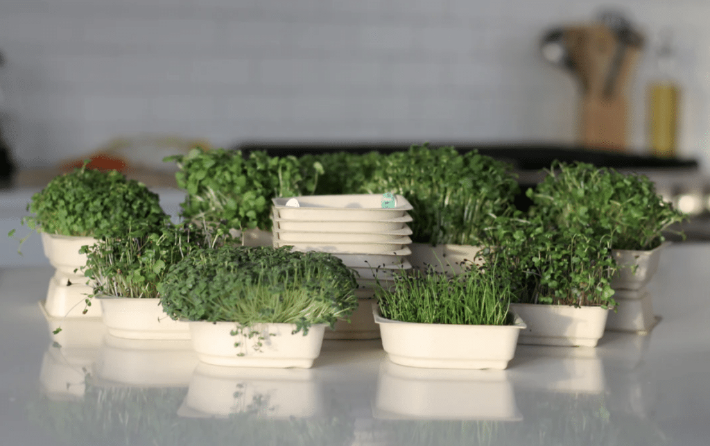 Instafarm Revolutionizes Indoor Farming