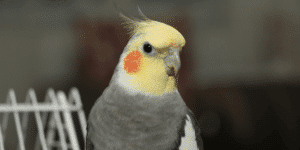 Understanding Cockatiel Behavior and Communication