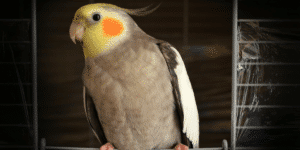 Exploring Cockatiel Interaction and Social Cues