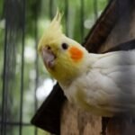 Winter Tips for Cockatiel Owners: Keeping Them Cozy