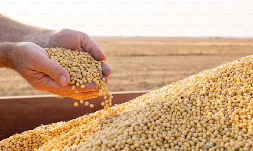 The Truth About Soy: Debunking the Myths and Embracing Its Benefits