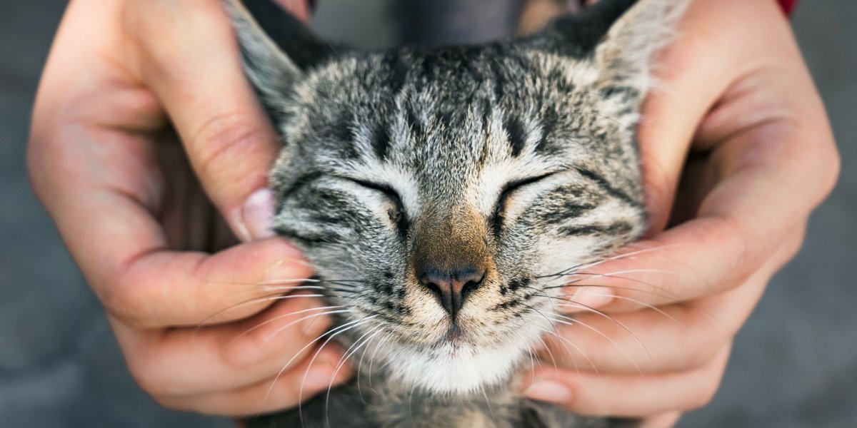 The Cat’s Meow Pet Sitting: A Premier Pet Sitting Company In Manchester, NH