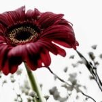 Cynthia Karalla's The Age of Beauty Finds Elegance in What Time Leaves Behind