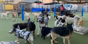 How K9 University Chicago Provides Inclusive Care for Dogs With Complex Behavioral Needs