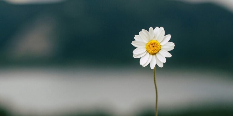 Olivia Rodrigo’s Daisy Chain Fields Raises $20 Million