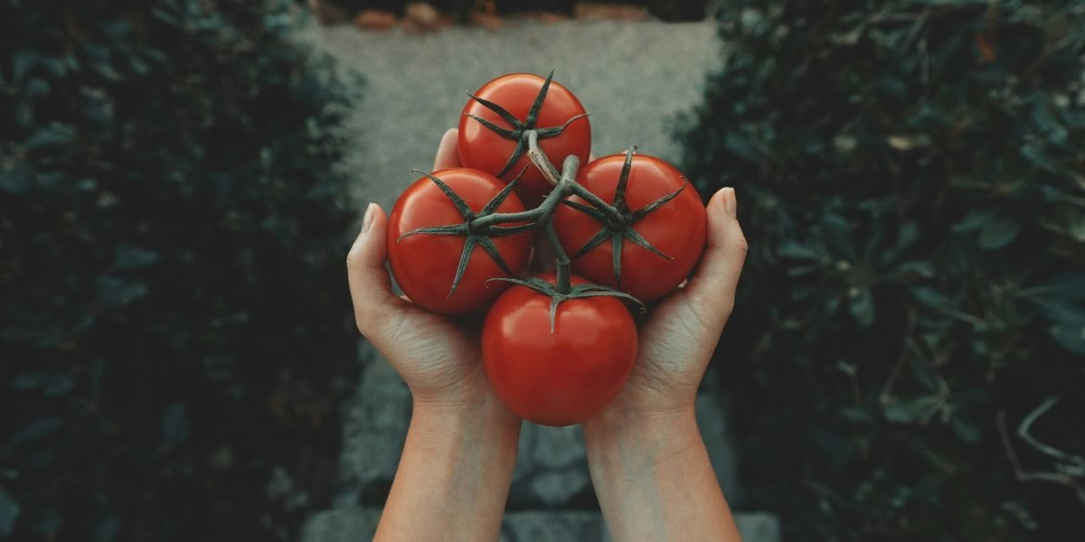 How to Choose the Right Tomatoes Based on the Climate