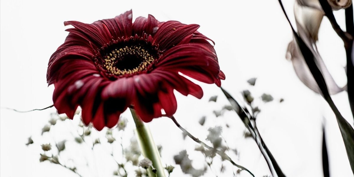 Cynthia Karalla's The Age of Beauty Finds Elegance in What Time Leaves Behind