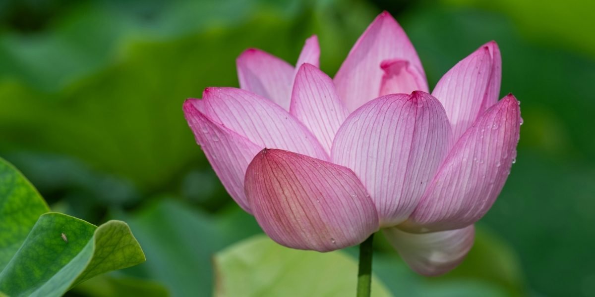 Tranquility & Transformation: How Tranquil Touch Massage & Bodyworks Is Rewriting Wellness in Memphis